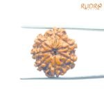 7-Mukhi-Nepal-Rudraksha-22.65MM-FP-C.jpg