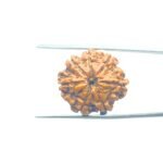 7-Mukhi-Nepal-Rudraksha-22.65MM-MP-C.jpg