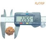 7 Mukhi Nepal Rudraksha (22.65Mm) 8 7-Mukhi-Nepal-Rudraksha-22.65Mm-Op-C.jpg