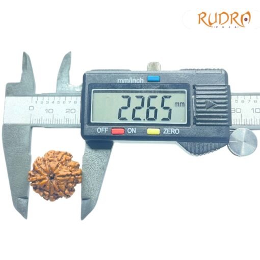 7-Mukhi-Nepal-Rudraksha-22.65MM-OP-C.jpg