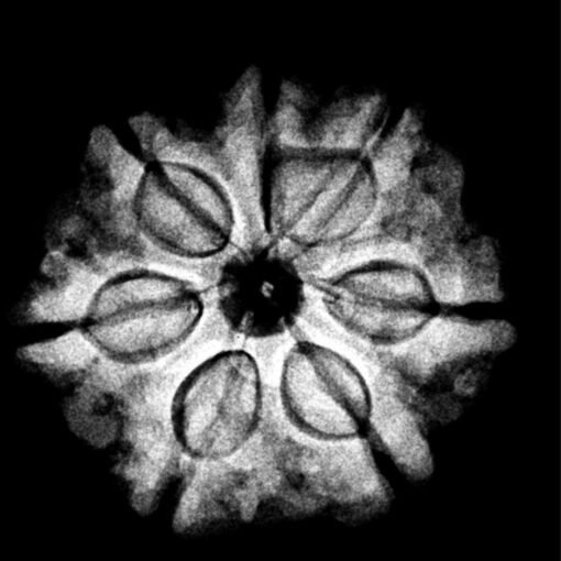 7-Mukhi-Nepal-Rudraksha-22.77Mm.jpg