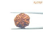 7-Mukhi-Nepal-Rudraksha-22.77Mm-Bp-C.jpg
