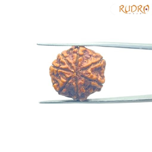7-Mukhi-Nepal-Rudraksha-22.77Mm-Bp-C.jpg