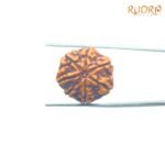 7-Mukhi-Nepal-Rudraksha-22.77MM-FP-C.jpg