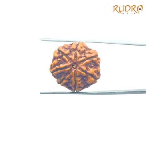 7-Mukhi-Nepal-Rudraksha-22.77Mm-Fp-C.jpg