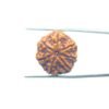 7-Mukhi-Nepal-Rudraksha-22.77Mm-Mp-C.jpg