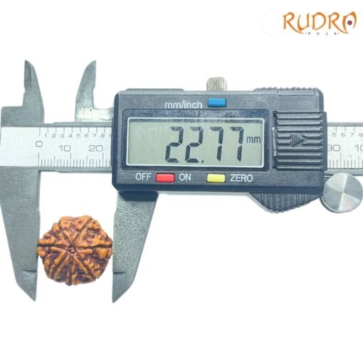 7-Mukhi-Nepal-Rudraksha-22.77Mm-Op-C.jpg
