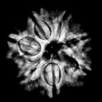 7 Mukhi Nepal Rudraksha (22.82Mm)