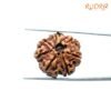 7 Mukhi Nepal Rudraksha (22.82Mm) 14 7-Mukhi-Nepal-Rudraksha-22.82Mm-Bp-C.jpg