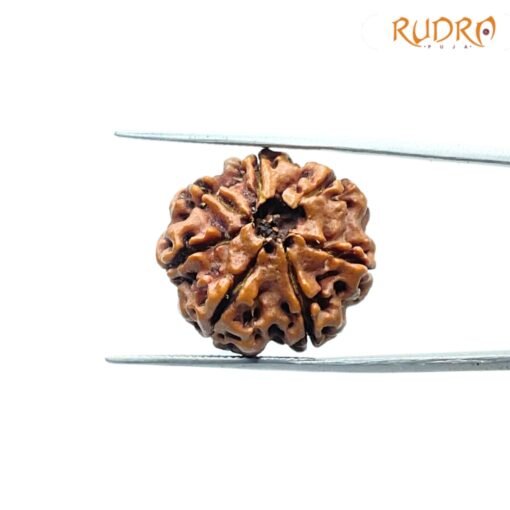 7-Mukhi-Nepal-Rudraksha-22.82Mm-Bp-C.jpg