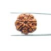 7-Mukhi-Nepal-Rudraksha-22.82Mm-Mp-C.jpg