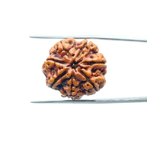 7-Mukhi-Nepal-Rudraksha-22.82Mm-Mp-C.jpg