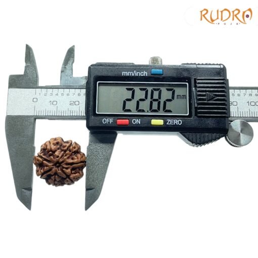 7-Mukhi-Nepal-Rudraksha-22.82Mm-Op-C.jpg