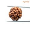 7 Mukhi Nepal Rudraksha (22.82Mm) 13 7-Mukhi-Nepal-Rudraksha-22.82Mm-Sp-C.jpg
