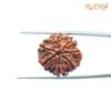 7 Mukhi Nepal Rudraksha (22.88 Mm) 14 7-Mukhi-Nepal-Rudraksha-22.88Mm-Bp-C.jpg