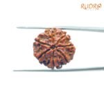 7-Mukhi-Nepal-Rudraksha-22.88Mm-Bp-C-2.Jpg
