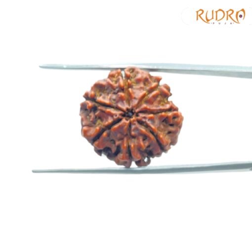 7-Mukhi-Nepal-Rudraksha-22.88Mm-Bp-C-2.Jpg
