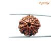 7 Mukhi Nepal Rudraksha (22.88Mm) 13 7-Mukhi-Nepal-Rudraksha-22.88Mm-Fp-C-1.Jpg