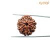 7 Mukhi Nepal Rudraksha (22.88 Mm) 13 7-Mukhi-Nepal-Rudraksha-22.88Mm-Fp-C.jpg
