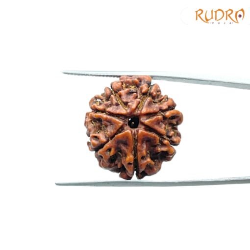 7-Mukhi-Nepal-Rudraksha-22.88Mm-Fp-C.jpg