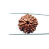 7-Mukhi-Nepal-Rudraksha-22.88Mm-Mp-C.jpg