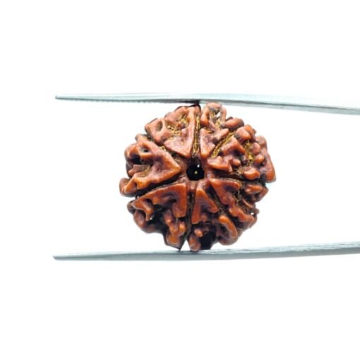7-Mukhi-Nepal-Rudraksha-22.88Mm-Mp-C-2.Jpg