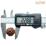7-Mukhi-Nepal-Rudraksha-22.88Mm-Op-C-1.Jpg