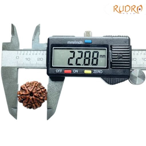 7-Mukhi-Nepal-Rudraksha-22.88Mm-Op-C.jpg
