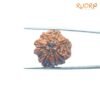 7-Mukhi-Nepal-Rudraksha-22.94Mm-Bp-C.jpg