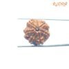 7-Mukhi-Nepal-Rudraksha-22.94Mm-Fp-C.jpg