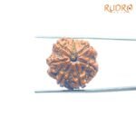 7-Mukhi-Nepal-Rudraksha-22.94Mm-Fp-C.jpg