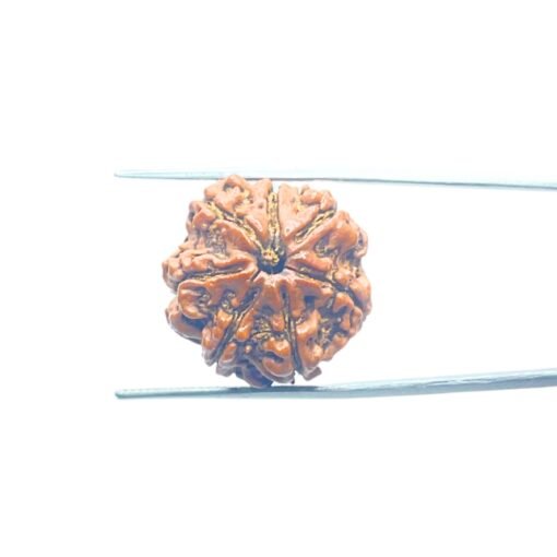 7-Mukhi-Nepal-Rudraksha-22.94Mm-Mp-C.jpg