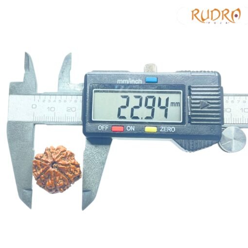 7-Mukhi-Nepal-Rudraksha-22.94Mm-Op-C.jpg
