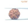 7-Mukhi-Nepal-Rudraksha-23.00Mm-Bp-C.jpg