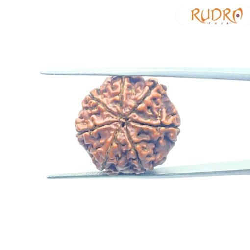 7-Mukhi-Nepal-Rudraksha-23.00MM-BP-C.jpg