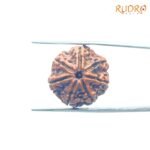 7-Mukhi-Nepal-Rudraksha-23.00MM-FP-C.jpg