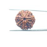 7-Mukhi-Nepal-Rudraksha-23.00MM-MP-C.jpg