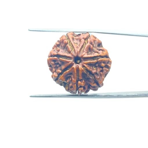 7-Mukhi-Nepal-Rudraksha-23.00Mm-Mp-C.jpg