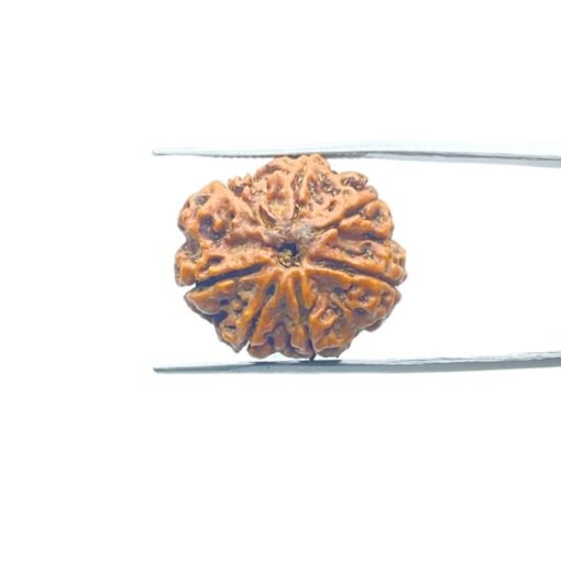 7-Mukhi-Nepal-Rudraksha-23.15Mm-Mp-C.jpg