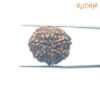 7 Mukhi Nepal Rudraksha (23.33Mm) 13 7-Mukhi-Nepal-Rudraksha-23.33Mm-Bp-C.jpg