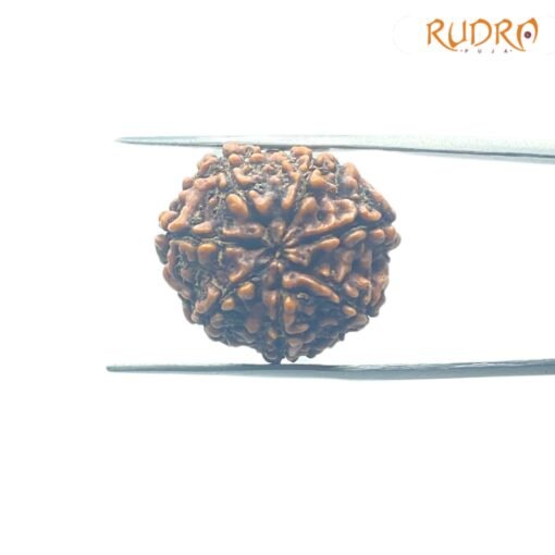 7-Mukhi-Nepal-Rudraksha-23.33Mm-Bp-C.jpg