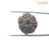 7 Mukhi Nepal Rudraksha (23.33Mm) 14 7-Mukhi-Nepal-Rudraksha-23.33Mm-Fp-C.jpg