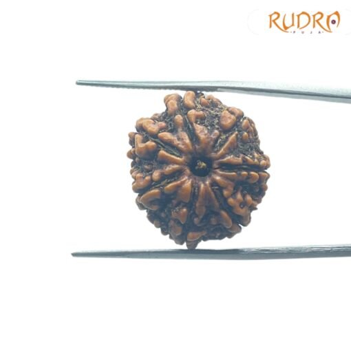 7-Mukhi-Nepal-Rudraksha-23.33Mm-Fp-C.jpg