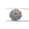 7-Mukhi-Nepal-Rudraksha-23.33Mm-Mp-C.jpg