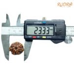 7-Mukhi-Nepal-Rudraksha-23.33Mm-Op-C.jpg
