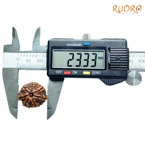 7-Mukhi-Nepal-Rudraksha-23.33Mm-Op-C.jpg