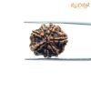 7-Mukhi-Nepal-Rudraksha-23.34Mm-Bp-C.jpg