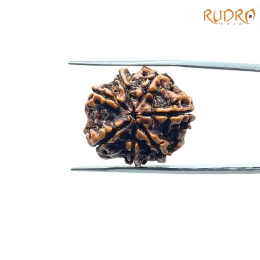 7-Mukhi-Nepal-Rudraksha-23.34MM-BP-C.jpg