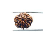7-Mukhi-Nepal-Rudraksha-23.34MM-MP-C.jpg
