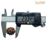 7-Mukhi-Nepal-Rudraksha-23.34Mm-Op-C.jpg